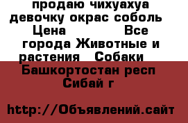 продаю чихуахуа девочку,окрас соболь › Цена ­ 25 000 - Все города Животные и растения » Собаки   . Башкортостан респ.,Сибай г.